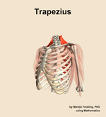 The trapezius muscle of the shoulder - orientation 15