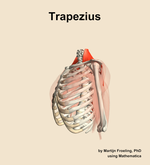 The trapezius muscle of the shoulder - orientation 16
