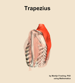 The trapezius muscle of the shoulder - orientation 2