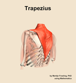 The trapezius muscle of the shoulder - orientation 3