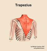 The trapezius muscle of the shoulder - orientation 4