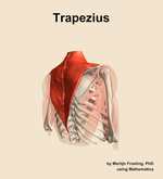 The trapezius muscle of the shoulder - orientation 7
