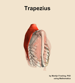 The trapezius muscle of the shoulder - orientation 8