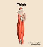 Muscles of the Thigh - orientation 1