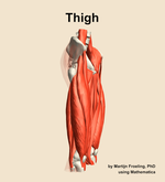 Muscles of the Thigh - orientation 10