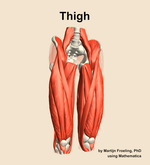 Muscles of the Thigh - orientation 12