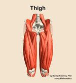 Muscles of the Thigh - orientation 13