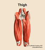 Muscles of the Thigh - orientation 14