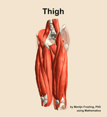 Muscles of the Thigh - orientation 15