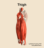 Muscles of the Thigh - orientation 16