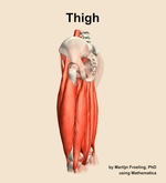 Muscles of the Thigh - orientation 2