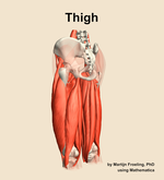 Muscles of the Thigh - orientation 3