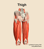 Muscles of the Thigh - orientation 4