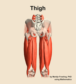 Muscles of the Thigh - orientation 5