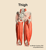 Muscles of the Thigh - orientation 6