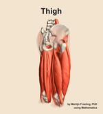 Muscles of the Thigh - orientation 7