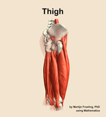Muscles of the Thigh - orientation 8