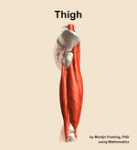 Muscles of the Thigh - orientation 9