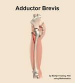 The adductor brevis muscle of the thigh - orientation 1