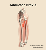 The adductor brevis muscle of the thigh - orientation 10