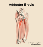 The adductor brevis muscle of the thigh - orientation 11