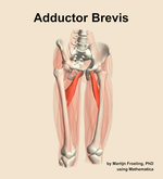 The adductor brevis muscle of the thigh - orientation 12