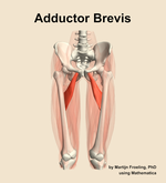 The adductor brevis muscle of the thigh - orientation 13