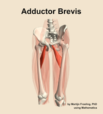 The adductor brevis muscle of the thigh - orientation 14