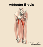 The adductor brevis muscle of the thigh - orientation 15