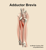 The adductor brevis muscle of the thigh - orientation 16
