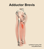 The adductor brevis muscle of the thigh - orientation 2