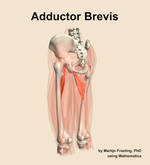 The adductor brevis muscle of the thigh - orientation 3