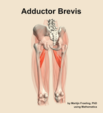 The adductor brevis muscle of the thigh - orientation 4