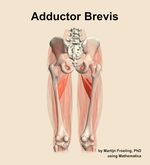 The adductor brevis muscle of the thigh - orientation 5
