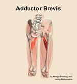 The adductor brevis muscle of the thigh - orientation 6