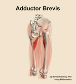 The adductor brevis muscle of the thigh - orientation 7