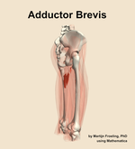 The adductor brevis muscle of the thigh - orientation 8