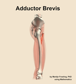The adductor brevis muscle of the thigh - orientation 9