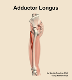 The adductor longus muscle of the thigh - orientation 1