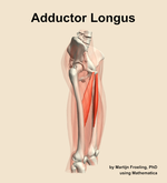 The adductor longus muscle of the thigh - orientation 10