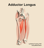 The adductor longus muscle of the thigh - orientation 11