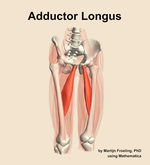 The adductor longus muscle of the thigh - orientation 12