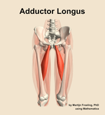 The adductor longus muscle of the thigh - orientation 13
