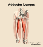 The adductor longus muscle of the thigh - orientation 14
