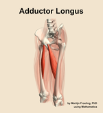 The adductor longus muscle of the thigh - orientation 15