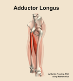 The adductor longus muscle of the thigh - orientation 16