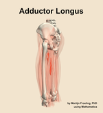 The adductor longus muscle of the thigh - orientation 2