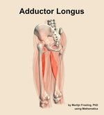 The adductor longus muscle of the thigh - orientation 3