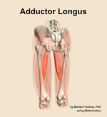 The adductor longus muscle of the thigh - orientation 4