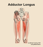The adductor longus muscle of the thigh - orientation 5